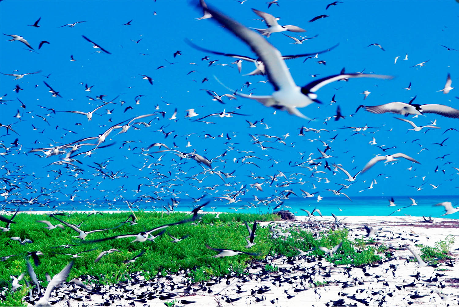seychelles-bird-island