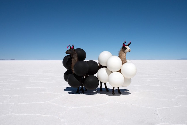 Llama_Black_and_White_Balloons_4