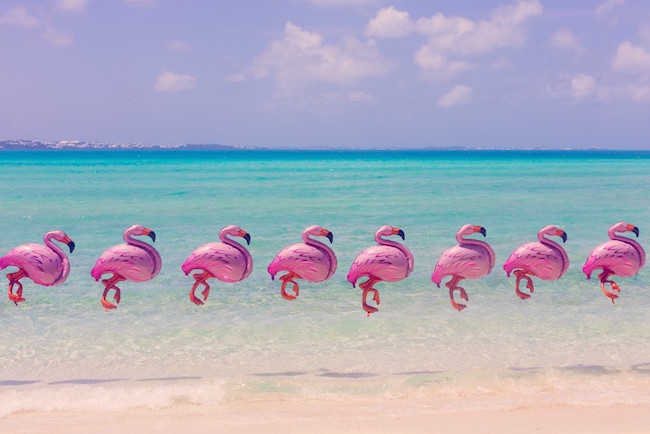 bermuda_flamingos_final_1