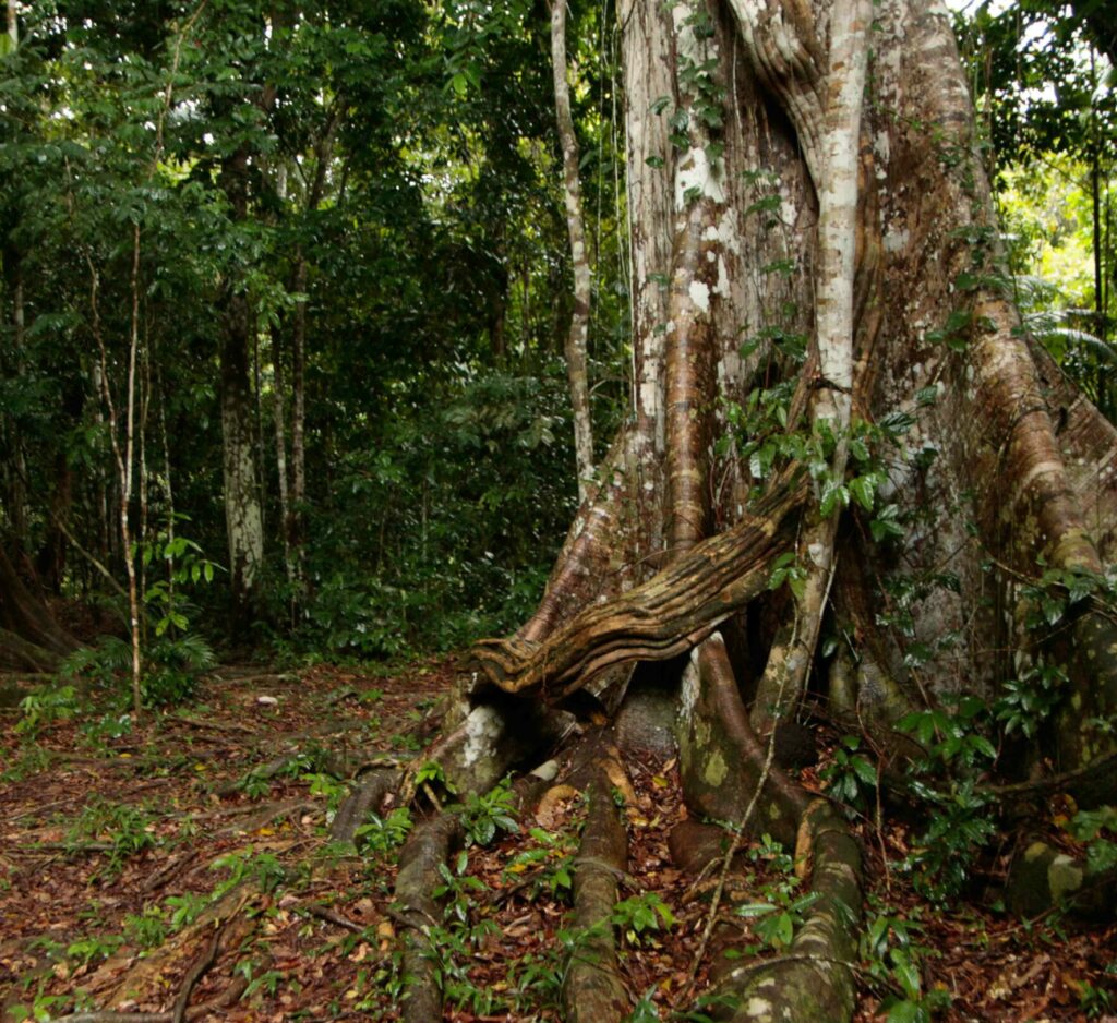 Novo Airão: a porta de entrada para uma das regiões mais incríveis da Amazônia